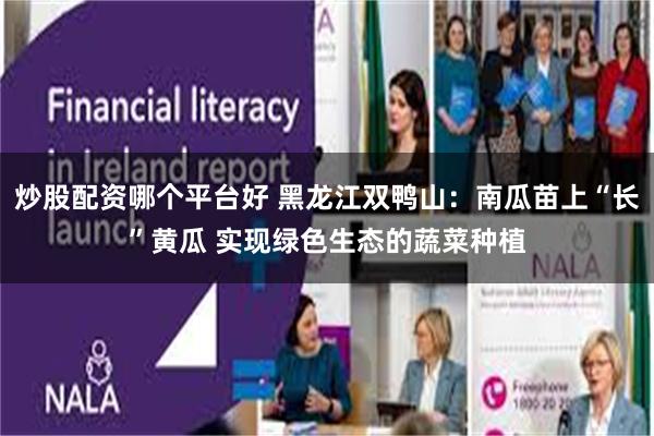 炒股配资哪个平台好 黑龙江双鸭山：南瓜苗上“长”黄瓜 实现绿色生态的蔬菜种植