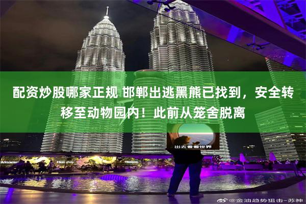 配资炒股哪家正规 邯郸出逃黑熊已找到，安全转移至动物园内！此前从笼舍脱离